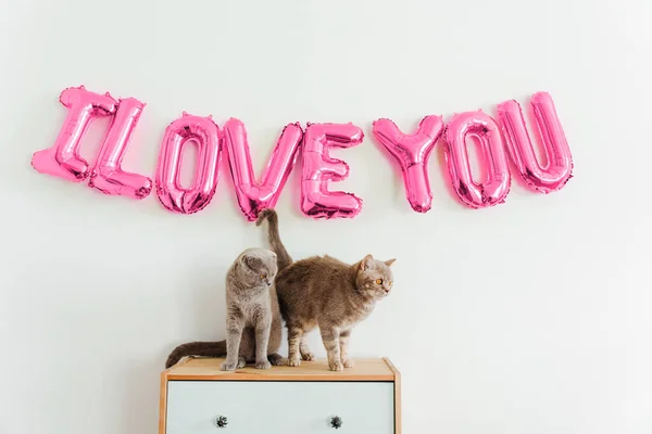 Inscripción Amo Globos Pared Blanca Los Gatos Lindos Están Sentados — Foto de Stock