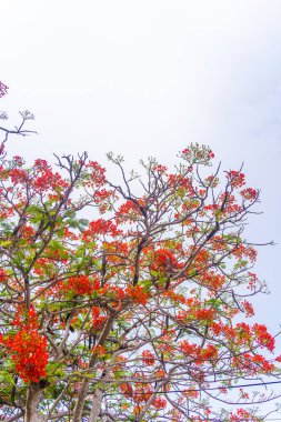 Delonix regia çiçeği (diğer adları Royal Poinciana, Flamboyant Tree, Ateş Ağacı, Tavuskuşu Çiçeği, Gulmohar) çiçek açar. Doğal ve bitki kavramı