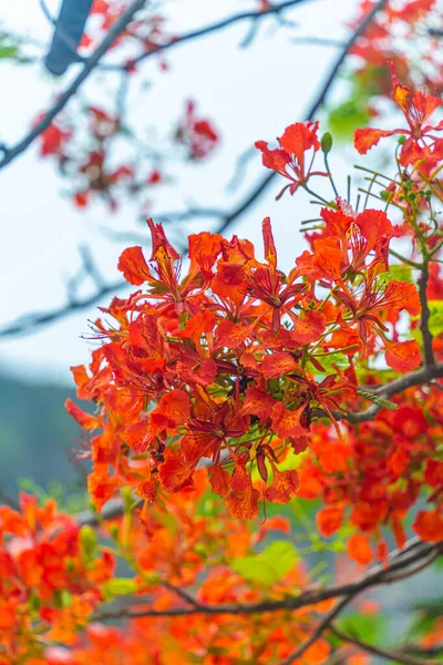 Квіти Delonix Regia Інша Назва Royal Poinciana Flamboarant Tree Flame — стокове фото