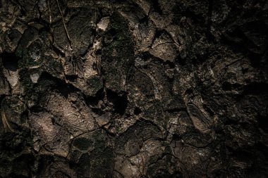 Ağaç kabuğu deseni ağaçtan pürüzsüz dokudur. Meşe ağacı arka planı. Eski bagaj deseni. Kuru kütük kırığı yüzeyi. Soyut rustik ahşap kereste. Doğal orman malzemesi.