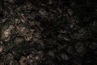 Ağaç kabuğu deseni ağaçtan pürüzsüz dokudur. Meşe ağacı arka planı. Eski bagaj deseni. Kuru kütük kırığı yüzeyi. Soyut rustik ahşap kereste. Doğal orman malzemesi.