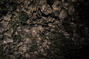 Ağaç kabuğu deseni ağaçtan pürüzsüz dokudur. Meşe ağacı arka planı. Eski bagaj deseni. Kuru kütük kırığı yüzeyi. Soyut rustik ahşap kereste. Doğal orman malzemesi.