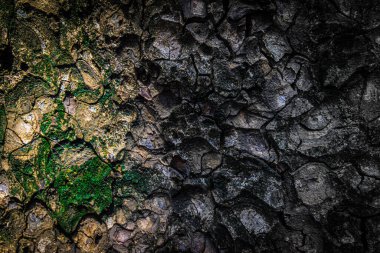 Ağaç kabuğu deseni ağaçtan pürüzsüz dokudur. Meşe ağacı arka planı. Eski bagaj deseni. Kuru kütük kırığı yüzeyi. Soyut rustik ahşap kereste. Doğal orman malzemesi.