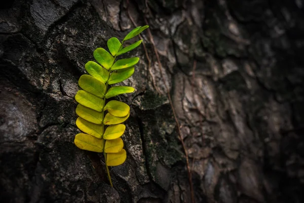 Όμορφα Φύλλα Κλίση Πράσινο Και Κίτρινο Χρώμα Στην Υφή Φλοιού — Φωτογραφία Αρχείου