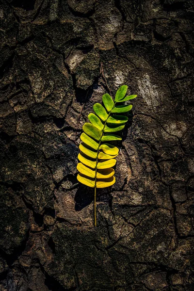 Piękne Liście Gradientowym Kolorze Zielonym Żółtym Fakturze Kory Drzewa Drewniane — Zdjęcie stockowe