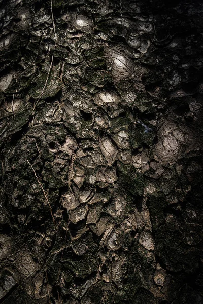 Bark Μοτίβο Είναι Απρόσκοπτη Υφή Από Δέντρο Ξύλο Βελανιδιάς Παλιό — Φωτογραφία Αρχείου