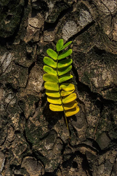 Piękne Liście Gradientowym Kolorze Zielonym Żółtym Fakturze Kory Drzewa Drewniane — Zdjęcie stockowe