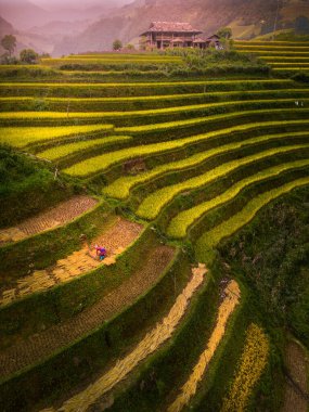 Vietnam 'ın kuzeyindeki Sapa şehri yakınlarındaki Mu cang chai kasabasındaki altın pirinç teraslarının hava manzarası. Vietnam, Yen Bai 'de hasat mevsiminde güzel bir pirinç tarlası. Seyahat ve manzara konsepti. Seçici odak