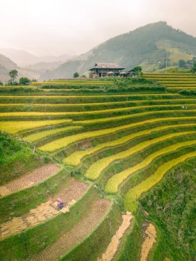 Vietnam 'ın kuzeyindeki Sapa şehri yakınlarındaki Mu cang chai kasabasındaki altın pirinç teraslarının hava manzarası. Vietnam, Yen Bai 'de hasat mevsiminde güzel bir pirinç tarlası. Seyahat ve manzara konsepti. Seçici odak