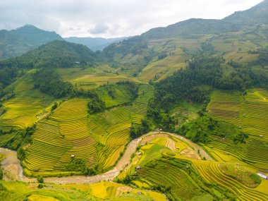 Vietnam 'ın kuzeyindeki Sapa şehri yakınlarındaki Mu cang chai kasabasındaki altın pirinç teraslarının hava manzarası. Vietnam, Yen Bai 'de hasat mevsiminde güzel bir pirinç tarlası. Seyahat ve manzara konsepti. Seçici odak