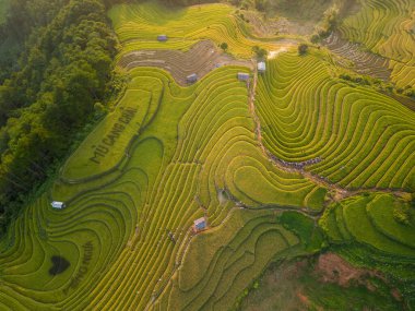 Vietnam 'ın kuzeyindeki Sapa şehri yakınlarındaki Mu cang chai kasabasındaki altın pirinç teraslarının hava manzarası. Vietnam, Yen Bai 'de hasat mevsiminde güzel bir pirinç tarlası. Seyahat ve manzara konsepti. Seçici odak