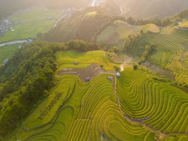 Vietnam 'ın kuzeyindeki Sapa şehri yakınlarındaki Mu cang chai kasabasındaki altın pirinç teraslarının hava manzarası. Vietnam, Yen Bai 'de hasat mevsiminde güzel bir pirinç tarlası. Seyahat ve manzara konsepti. Seçici odak