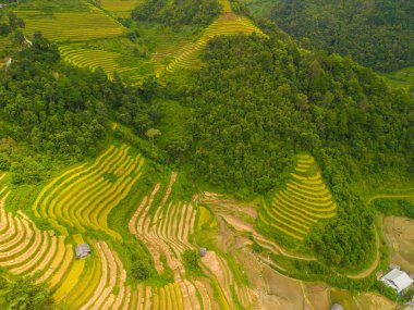 Vietnam 'ın kuzeyindeki Sapa şehri yakınlarındaki Mu cang chai kasabasındaki altın pirinç teraslarının hava manzarası. Vietnam, Yen Bai 'de hasat mevsiminde güzel bir pirinç tarlası. Seyahat ve manzara konsepti. Seçici odak