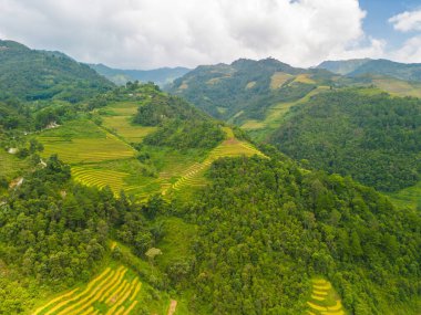 Vietnam 'ın kuzeyindeki Sapa şehri yakınlarındaki Mu cang chai kasabasındaki altın pirinç teraslarının hava manzarası. Vietnam, Yen Bai 'de hasat mevsiminde güzel bir pirinç tarlası. Seyahat ve manzara konsepti. Seçici odak