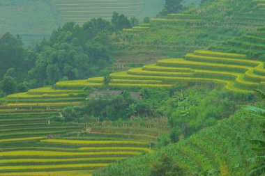 Vietnam 'ın kuzeyindeki Sapa şehri yakınlarındaki Mu cang chai kasabasındaki altın pirinç teraslarının hava manzarası. Vietnam, Yen Bai 'de hasat mevsiminde güzel bir pirinç tarlası. Seyahat ve manzara konsepti. Seçici odak