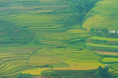 Vietnam 'ın kuzeyindeki Sapa şehri yakınlarındaki Mu cang chai kasabasındaki altın pirinç teraslarının hava manzarası. Vietnam, Yen Bai 'de hasat mevsiminde güzel bir pirinç tarlası. Seyahat ve manzara konsepti. Seçici odak