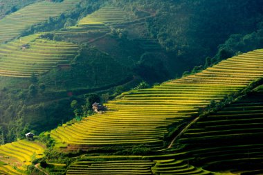 Vietnam 'ın kuzeyindeki Sapa şehri yakınlarındaki Mu cang chai kasabasındaki altın pirinç teraslarının hava manzarası. Vietnam, Yen Bai 'de hasat mevsiminde güzel bir pirinç tarlası. Seyahat ve manzara konsepti. Seçici odak