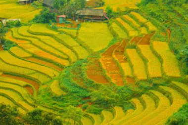 Vietnam 'ın kuzeyindeki Sapa şehri yakınlarındaki Mu cang chai kasabasındaki altın pirinç teraslarının hava manzarası. Vietnam, Yen Bai 'de hasat mevsiminde güzel bir pirinç tarlası. Seyahat ve manzara konsepti. Seçici odak
