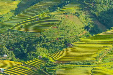 Vietnam 'ın kuzeyindeki Sapa şehri yakınlarındaki Mu cang chai kasabasındaki altın pirinç teraslarının hava manzarası. Vietnam, Yen Bai 'de hasat mevsiminde güzel bir pirinç tarlası. Seyahat ve manzara konsepti. Seçici odak