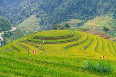 Vietnam 'ın kuzeyindeki Sapa şehri yakınlarındaki Mu cang chai kasabasındaki altın pirinç teraslarının hava manzarası. Vietnam, Yen Bai 'de hasat mevsiminde güzel bir pirinç tarlası. Seyahat ve manzara konsepti. Seçici odak