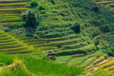 Vietnam 'ın kuzeyindeki Sapa şehri yakınlarındaki Mu cang chai kasabasındaki altın pirinç teraslarının hava manzarası. Vietnam, Yen Bai 'de hasat mevsiminde güzel bir pirinç tarlası. Seyahat ve manzara konsepti. Seçici odak