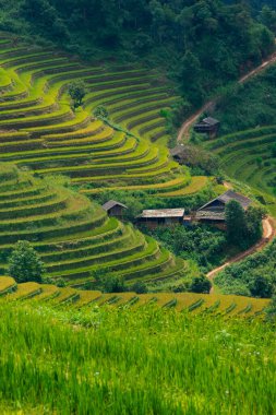 Vietnam 'ın kuzeyindeki Sapa şehri yakınlarındaki Mu cang chai kasabasındaki altın pirinç teraslarının hava manzarası. Vietnam, Yen Bai 'de hasat mevsiminde güzel bir pirinç tarlası. Seyahat ve manzara konsepti. Seçici odak