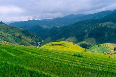 Vietnam 'ın kuzeyindeki Sapa şehri yakınlarındaki Mu cang chai kasabasındaki altın pirinç teraslarının hava manzarası. Vietnam, Yen Bai 'de hasat mevsiminde güzel bir pirinç tarlası. Seyahat ve manzara konsepti. Seçici odak