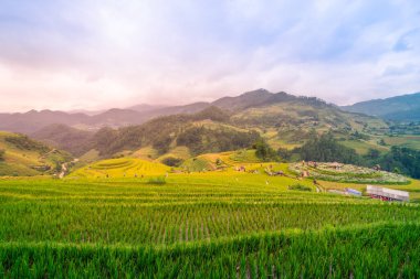 Vietnam 'ın kuzeyindeki Sapa şehri yakınlarındaki Mu cang chai kasabasındaki altın pirinç teraslarının hava manzarası. Vietnam, Yen Bai 'de hasat mevsiminde güzel bir pirinç tarlası. Seyahat ve manzara konsepti. Seçici odak