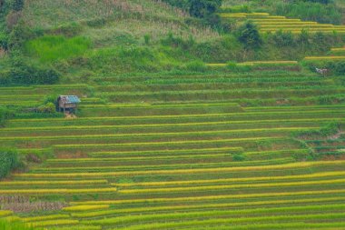 Vietnam 'ın kuzeyindeki Sapa şehri yakınlarındaki Mu cang chai kasabasındaki altın pirinç teraslarının hava manzarası. Vietnam, Yen Bai 'de hasat mevsiminde güzel bir pirinç tarlası. Seyahat ve manzara konsepti. Seçici odak