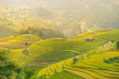 Vietnam 'ın kuzeyindeki Sapa şehri yakınlarındaki Mu cang chai kasabasındaki altın pirinç teraslarının hava manzarası. Vietnam, Yen Bai 'de hasat mevsiminde güzel bir pirinç tarlası. Seyahat ve manzara konsepti. Seçici odak