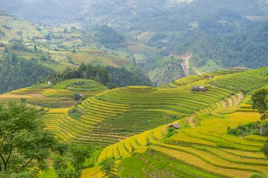 Vietnam 'ın kuzeyindeki Sapa şehri yakınlarındaki Mu cang chai kasabasındaki altın pirinç teraslarının hava manzarası. Vietnam, Yen Bai 'de hasat mevsiminde güzel bir pirinç tarlası. Seyahat ve manzara konsepti. Seçici odak