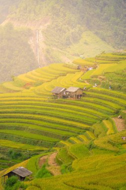 Vietnam 'ın kuzeyindeki Sapa şehri yakınlarındaki Mu cang chai kasabasındaki altın pirinç teraslarının hava manzarası. Vietnam, Yen Bai 'de hasat mevsiminde güzel bir pirinç tarlası. Seyahat ve manzara konsepti. Seçici odak