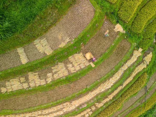 Letecký Pohled Zlaté Rýžové Terasy Cang Chai Město Blízkosti Města — Stock fotografie