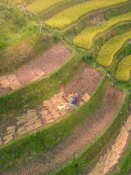 ベトナム北部のサパ市近くのムーカンチャイの町で黄金の棚田の空中ビュー ベトナムの円白で収穫期に美しい棚田 旅行や風景の概念 選択的焦点 — ストック写真