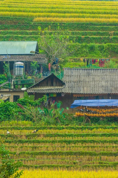 Αεροφωτογραφία Του Χρυσού Ταράτσες Ρυζιού Cang Chai Πόλη Κοντά Στην — Φωτογραφία Αρχείου