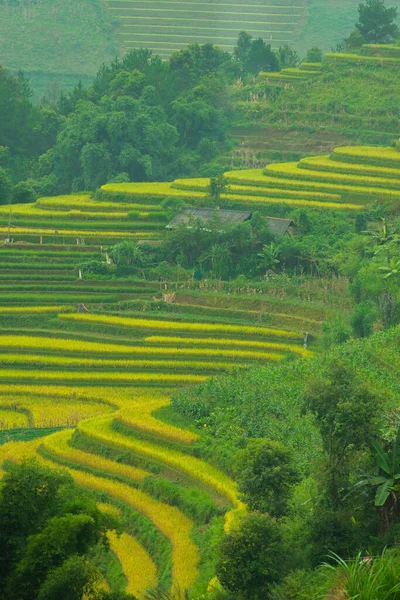 Aerial view of golden rice terraces at Mu cang chai town near Sapa city, north of Vietnam. Beautiful terraced rice field in harvest season in Yen Bai, Vietnam. Travel and landscape concept. Selective focus