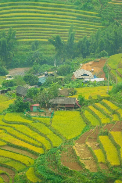 在越南北部萨帕市附近的穆仓斋镇 空中俯瞰金黄色的稻田 越南银白美丽的梯田在收获季节 旅游和景观概念 有选择的重点 — 图库照片