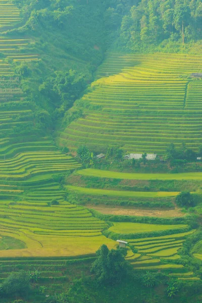 Aerial view of golden rice terraces at Mu cang chai town near Sapa city, north of Vietnam. Beautiful terraced rice field in harvest season in Yen Bai, Vietnam. Travel and landscape concept. Selective focus