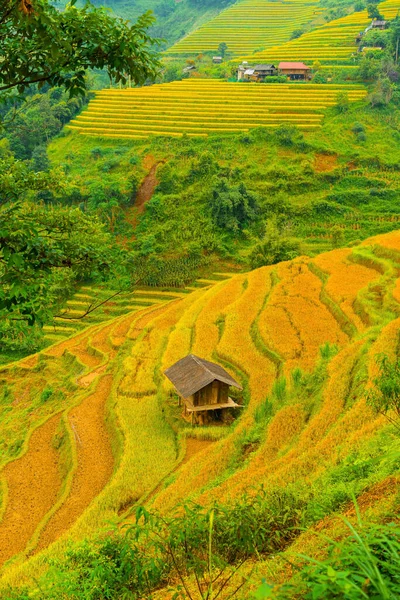 Aerial view of golden rice terraces at Mu cang chai town near Sapa city, north of Vietnam. Beautiful terraced rice field in harvest season in Yen Bai, Vietnam. Travel and landscape concept. Selective focus