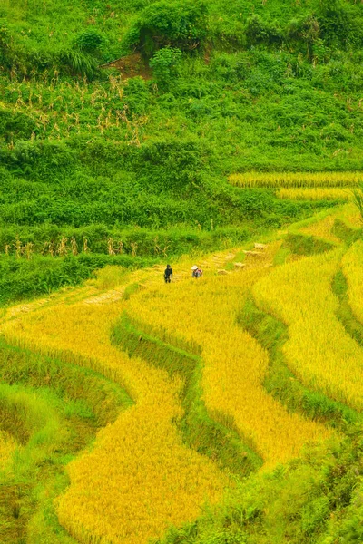 Вид Воздуха Золотые Рисовые Террасы Городе Cang Chai Около Города — стоковое фото