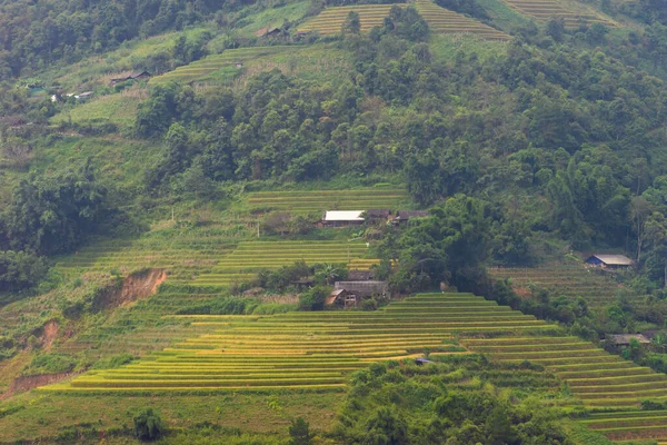 ベトナム北部のサパ市近くのムーカンチャイの町で黄金の棚田の空中ビュー ベトナムの円白で収穫期に美しい棚田 旅行や風景の概念 選択的焦点 — ストック写真