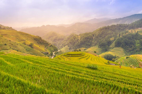 Aerial view of golden rice terraces at Mu cang chai town near Sapa city, north of Vietnam. Beautiful terraced rice field in harvest season in Yen Bai, Vietnam. Travel and landscape concept. Selective focus