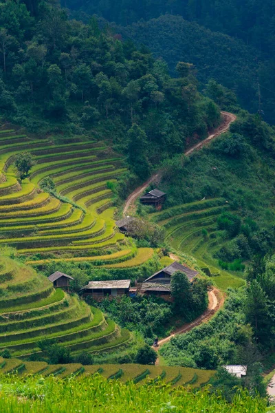 Aerial view of golden rice terraces at Mu cang chai town near Sapa city, north of Vietnam. Beautiful terraced rice field in harvest season in Yen Bai, Vietnam. Travel and landscape concept. Selective focus