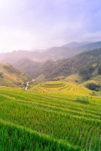 Flygfoto Över Gyllene Ris Terrasser Cang Chai Stad Nära Sapa — Stockfoto