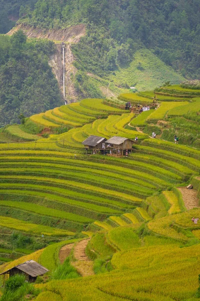 Flygfoto Över Gyllene Ris Terrasser Cang Chai Stad Nära Sapa — Stockfoto