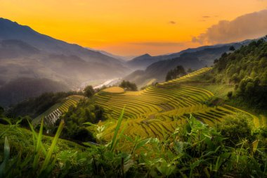 Vietnam 'ın kuzeyindeki Sapa şehri yakınlarındaki Mu cang chai kasabasındaki altın pirinç teraslarının hava manzarası. Vietnam, Yen Bai 'de hasat mevsiminde güzel bir pirinç tarlası. Seyahat ve manzara konsepti. Seçici odak