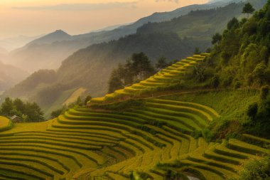 Vietnam 'ın kuzeyindeki Sapa şehri yakınlarındaki Mu cang chai kasabasındaki altın pirinç teraslarının hava manzarası. Vietnam, Yen Bai 'de hasat mevsiminde güzel bir pirinç tarlası. Seyahat ve manzara konsepti. Seçici odak