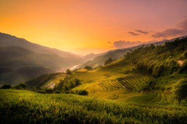 Vietnam 'ın kuzeyindeki Sapa şehri yakınlarındaki Mu cang chai kasabasındaki altın pirinç teraslarının hava manzarası. Vietnam, Yen Bai 'de hasat mevsiminde güzel bir pirinç tarlası. Seyahat ve manzara konsepti. Seçici odak