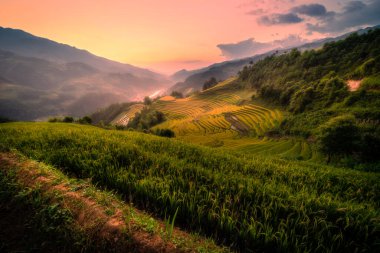 Vietnam 'ın kuzeyindeki Sapa şehri yakınlarındaki Mu cang chai kasabasındaki altın pirinç teraslarının hava manzarası. Vietnam, Yen Bai 'de hasat mevsiminde güzel bir pirinç tarlası. Seyahat ve manzara konsepti. Seçici odak