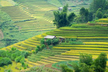 Vietnam 'ın kuzeyindeki Sapa şehri yakınlarındaki Mu cang chai kasabasındaki altın pirinç teraslarının hava manzarası. Vietnam, Yen Bai 'de hasat mevsiminde güzel bir pirinç tarlası. Seyahat ve manzara konsepti. Seçici odak